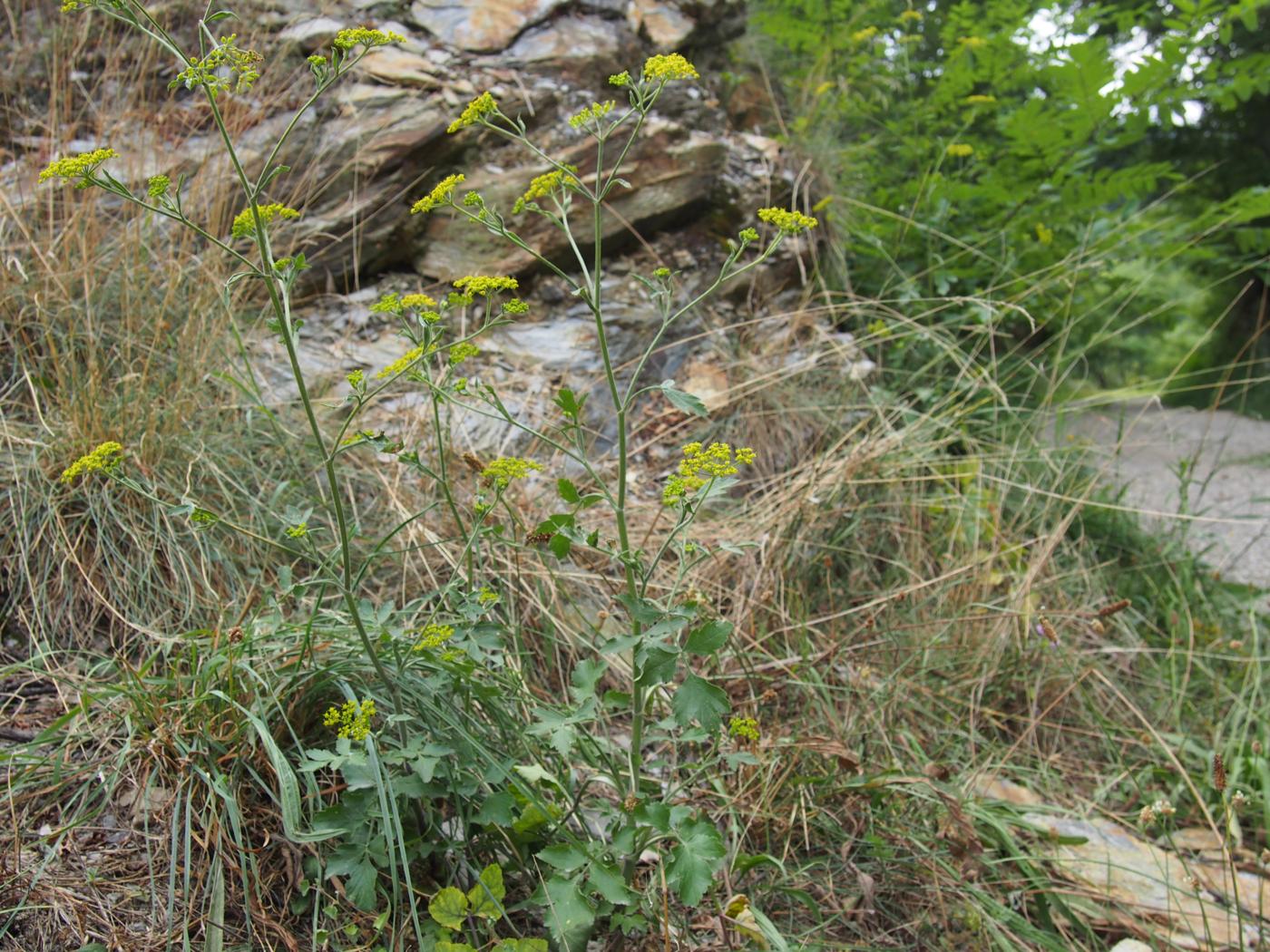 Parsnip, Wild plant